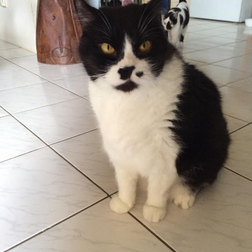 Cat meeting its sitter at home